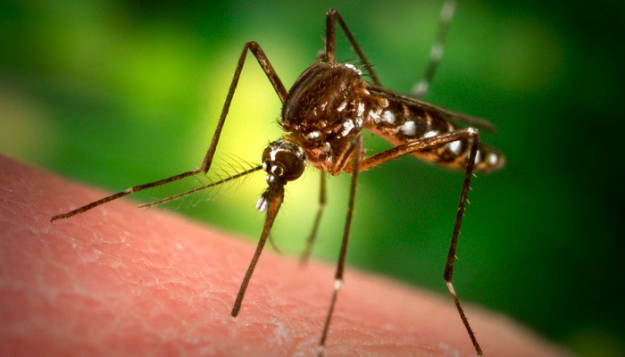 World’s first malaria vaccine to be used for children in Ghana, Kenya, Malawi