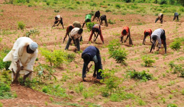 IITA stresses importance of innovation in agriculture