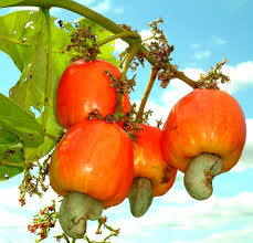 Leadership crisis limiting cashew industry’s growth, says NCAN