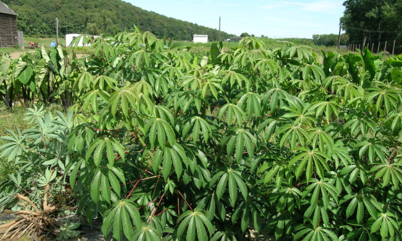 Cassava glut: Farmers, processors squabble over prices