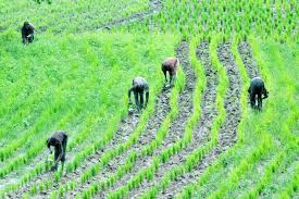 Farmers record 27 tonnes/ha on improved weed control