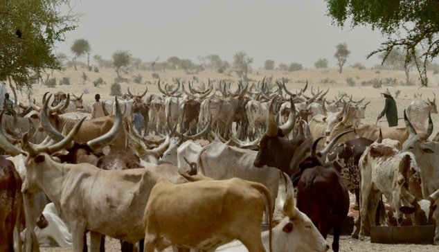 Suspected herdsmen kill farmer in Ogun