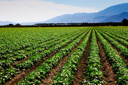 Cattle colony: FG plans agro-rangers to protect farmland