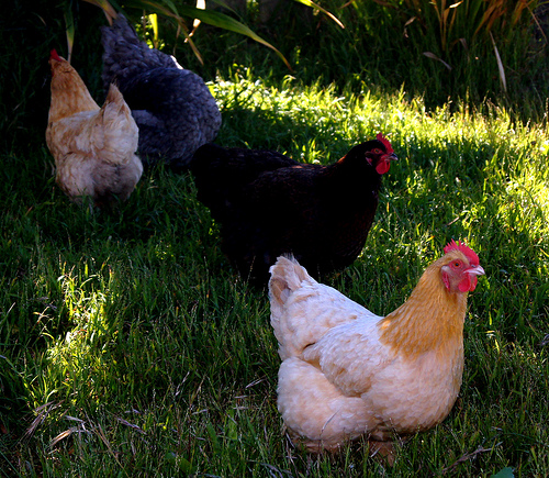 Police arraign two men for stealing Senator’s chickens