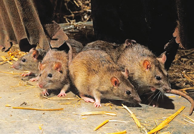 Lassa fever kills three in Delta, 24 under surveillance