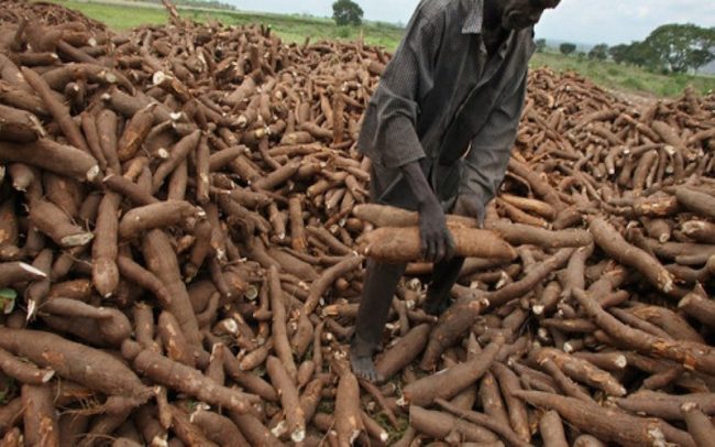 Cassava exploitation can accelerate Africa’s economic transformation – NIRSAL