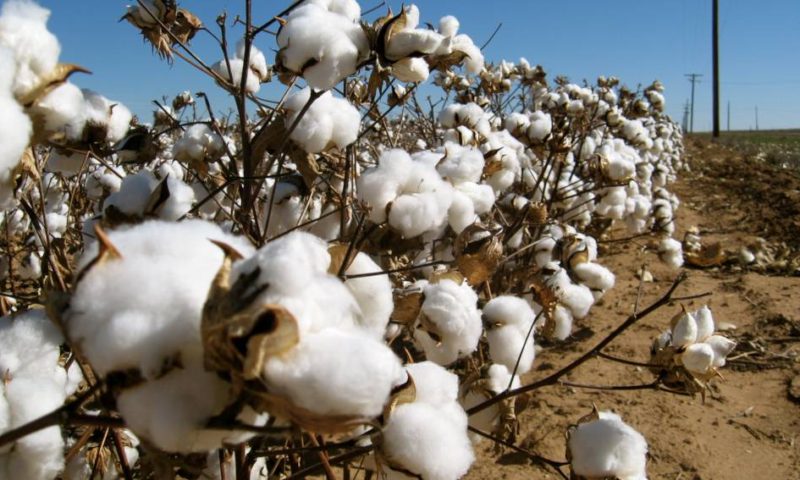 Govt endorses two varieties of GM cotton for farmers