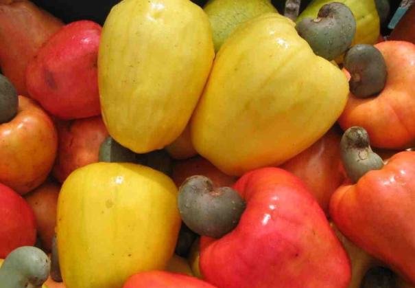 Forex earnings from cashew threatened