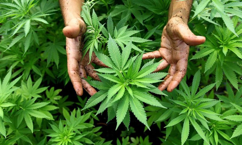 Marijuana During Pregnancy Endangers Infants