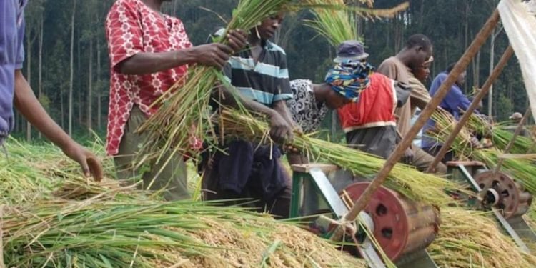 CBN Says Ready To Fund 1.6m Farmers During Wet Season