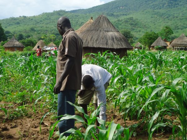 FG to Engage 77,400 Young Farmers