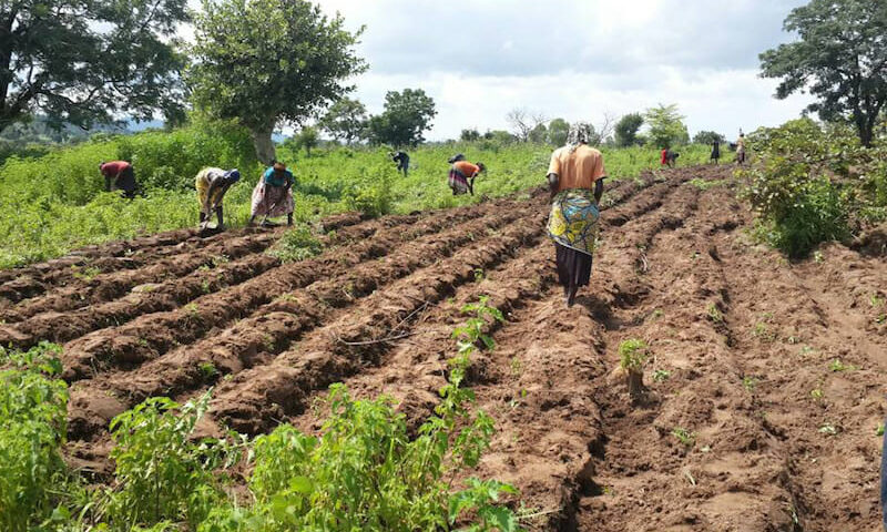 Climate change’ll be worse than COVID-19, FG warns