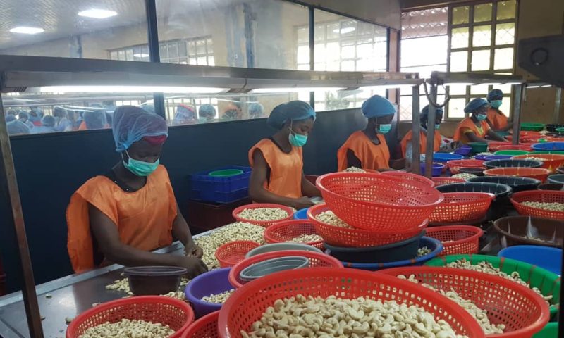 FG expects over 500,000 jobs from cashew production