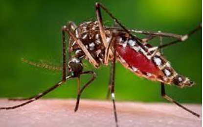 No treatment for Dengue fever, exercise caution — NCDC