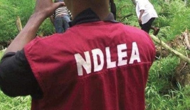 NDLEA arrests terrorists’ supplier, intercepts 7.6 tons of illicit drugs