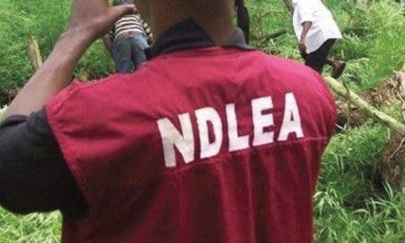 NDLEA intercepts 230,600 Tramadol tablets, arrests 106 suspects in Kano