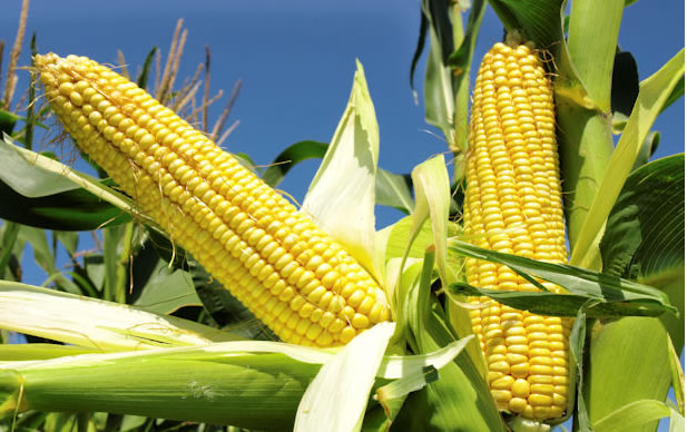 Local maize production costs rise by 69.7% – NARLS